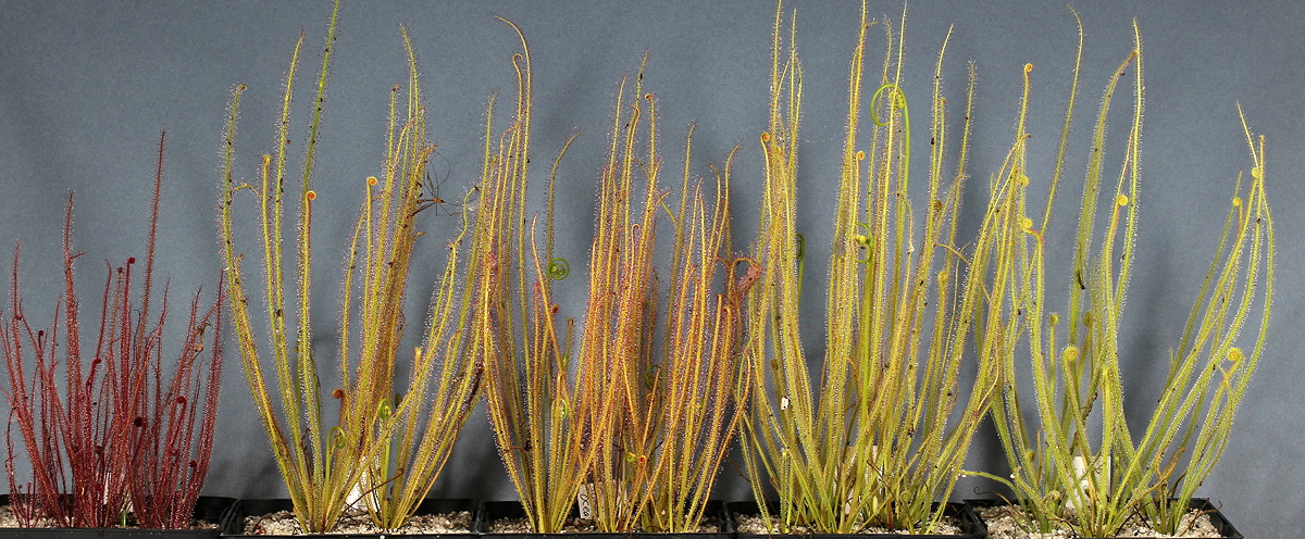 Drosera filiformis and D. tracyi