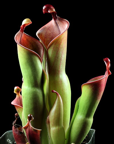 Heliamphora