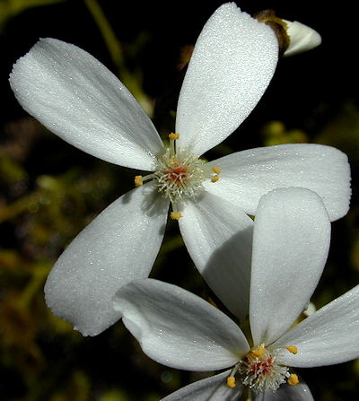 Drosera rupicola flowers