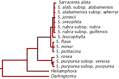 Sarracenia phylogeny