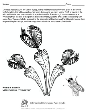 Dionaea muscipula Coloring Sheet