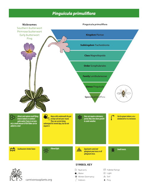 Pinguicula primuliflora Inforgraphic