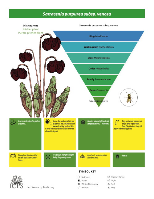 Sarracenia purpurea Inforgraphic