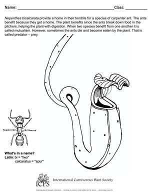 Nepenthes bicalcarata Coloring Sheet