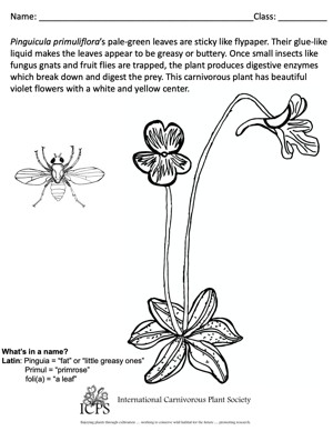 Pinguicula primuliflora Coloring Sheet