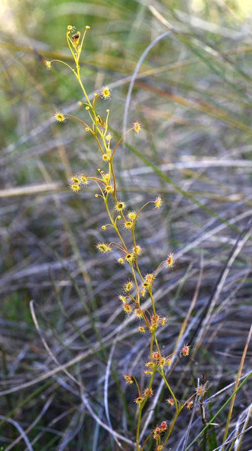 Drosera Drummondii