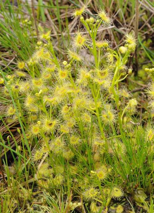 Drosera hookeri