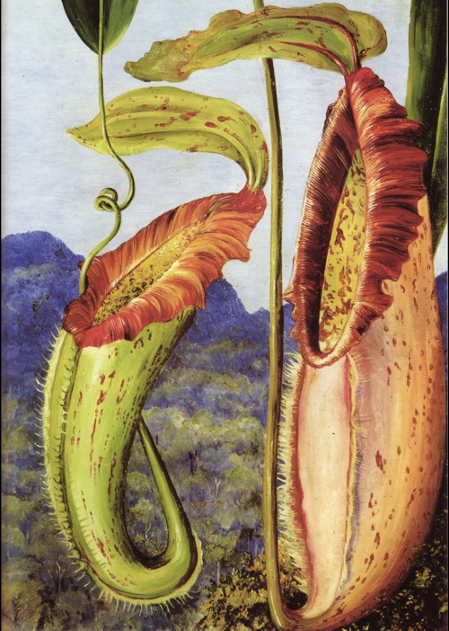 Nepenthes northiana