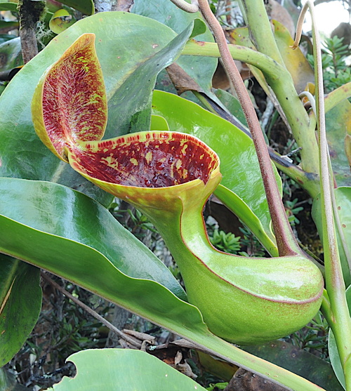 Nepenthes lowii