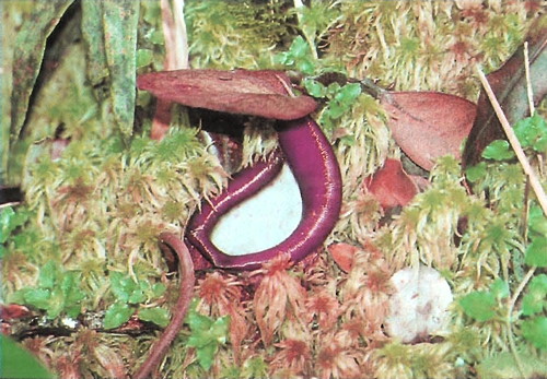 Nepenthes macfarlanei