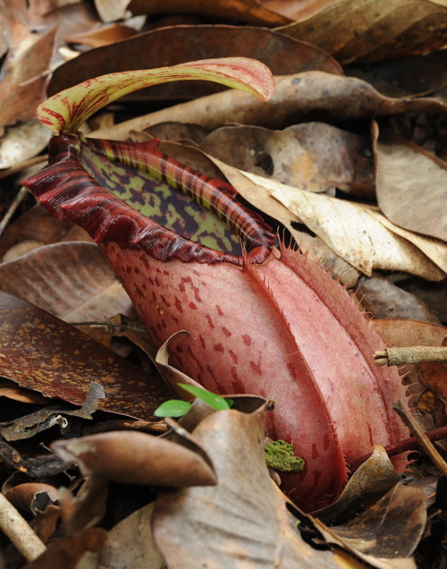 Nepenthes northiana