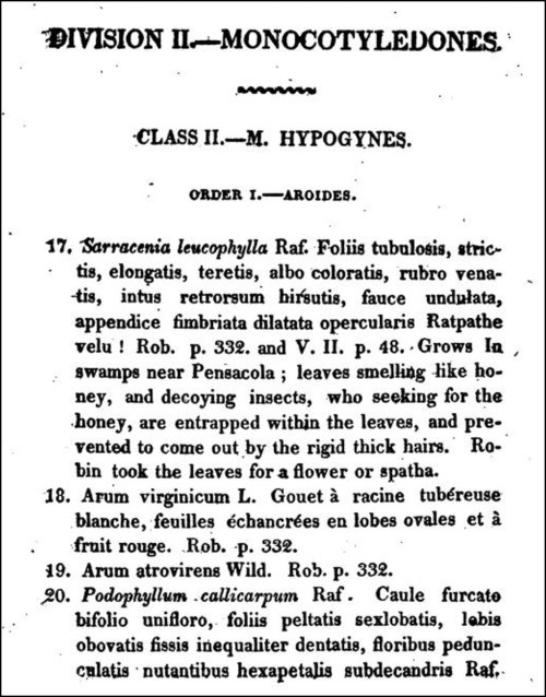 Species description of Sarracenia leucophylla