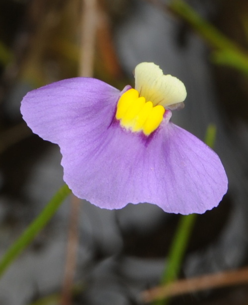 Utricularia benthamii