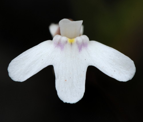 Utricularia kamienskii