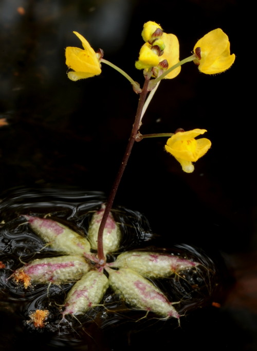 Utricularia muelleri