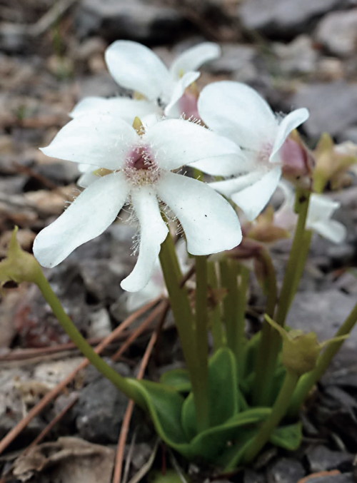 Pinguicula casperi