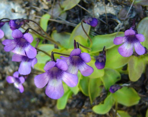 Pinguicula casperiana