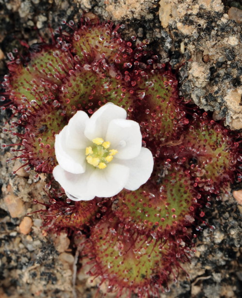 Drosera lowriei