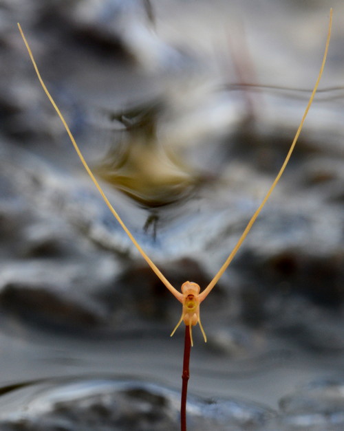 Utricularia lowriei