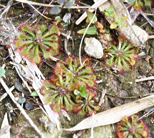 Drosera tokaiensis