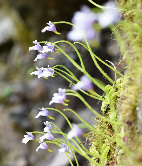 Pinguicula ramosa