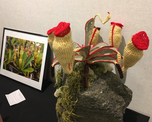 Crochet Nepenthes pervillei