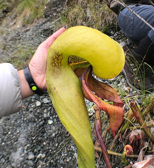 Darlingtonia