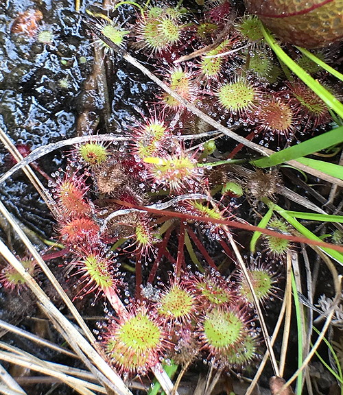 Drosera rotundifolia