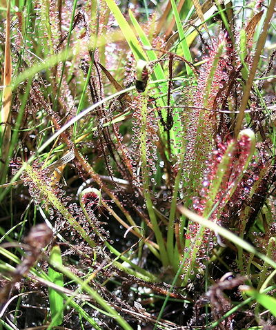 Drosera x hybrida