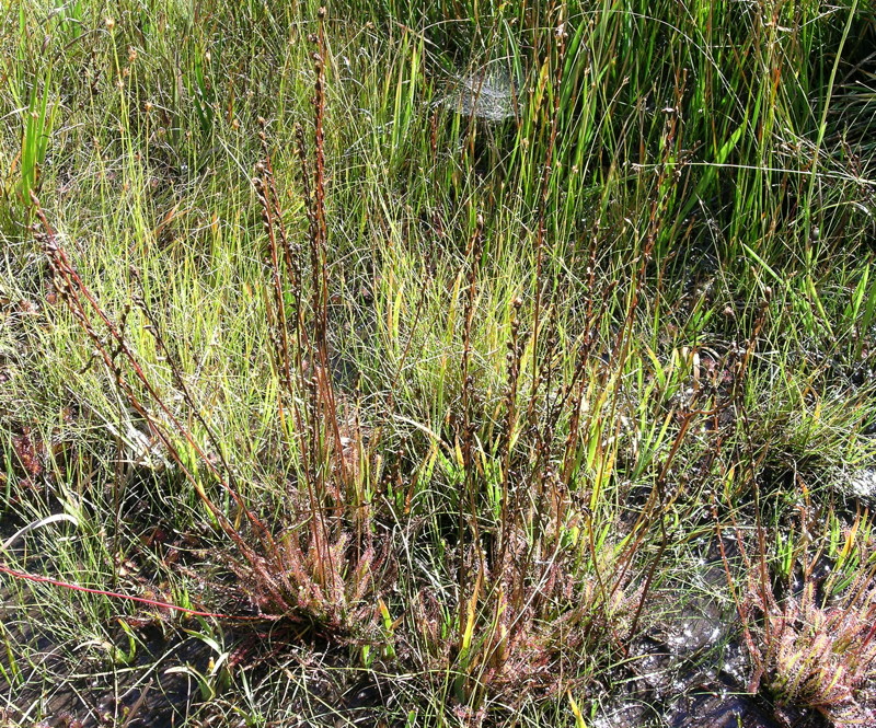 Drosera x hybrida