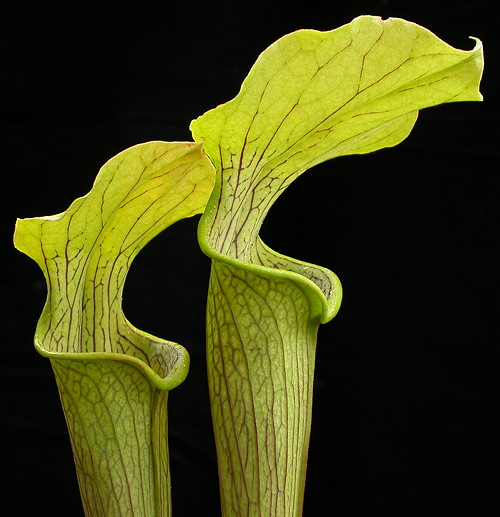 Sarracenia alabamensis