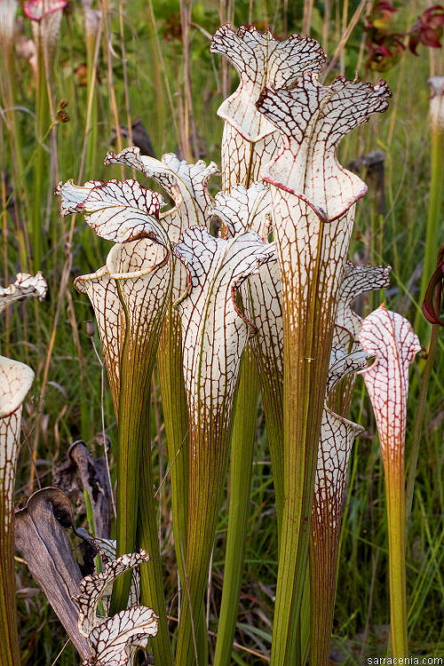 Sarracenia leucophylla