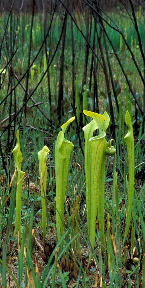 Sarracenia oreophila