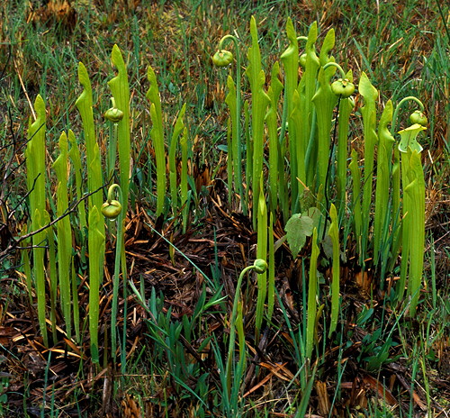 Sarracenia oreophila