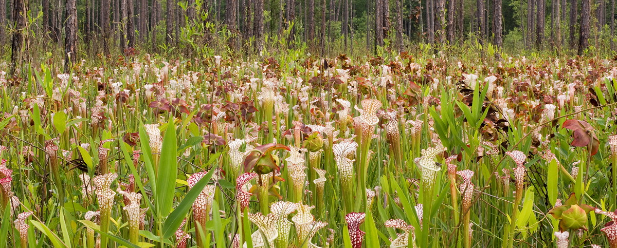 Splinter Hill Bog