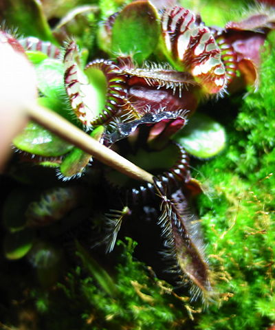 Venus Fly Trap Care: How to Water, Feed, & Tend This Carnivorous Plant