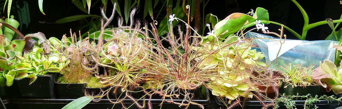 Shelf Garden