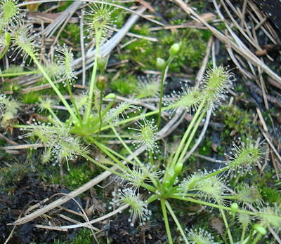 Drosera intermedia