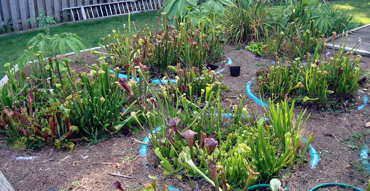 Canadian Bog Garden