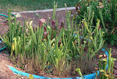 Bog garden