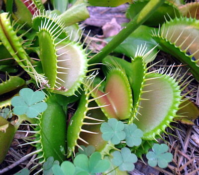 Venus flytraps