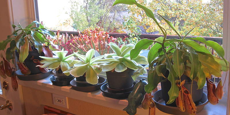 Window Garden