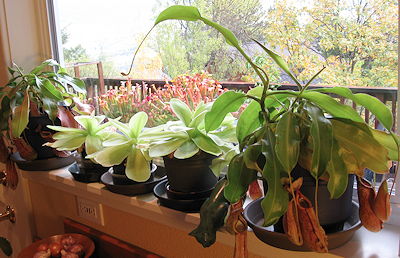 Window Sill Garden