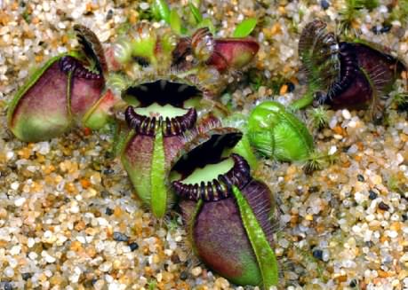 Cephalotus