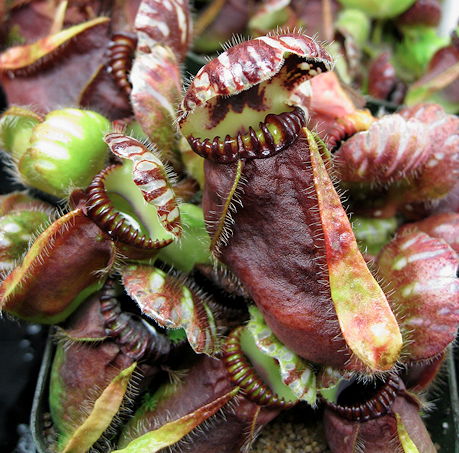 Cephalotus