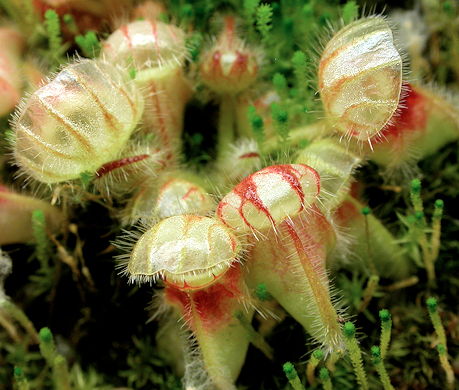 Cephalotus seedling