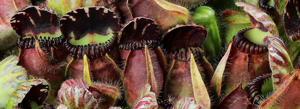 Cephalotus