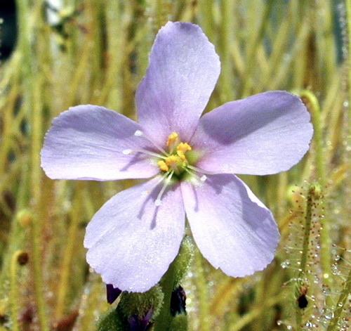 Drosera 'California Sunset' flower