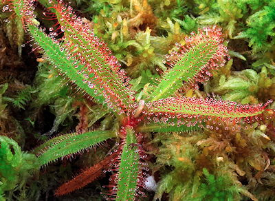 Drosera adelae