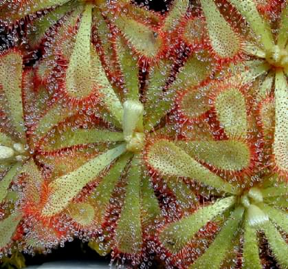 Drosera aliciae